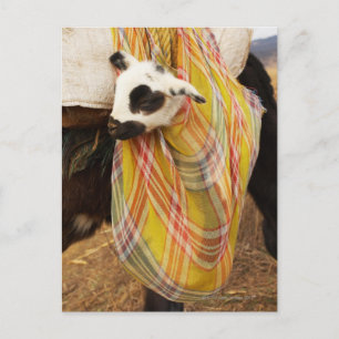 Kid in a saddlebag postcard