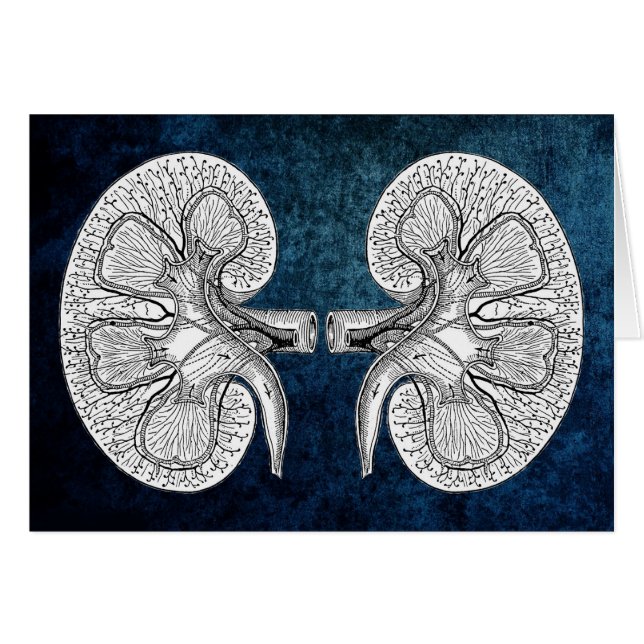 KIDNEY 2 (Devant horizontal)