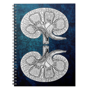 KIDNEY 2 DRAWING NOTEBOOK