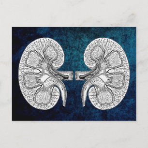 KIDNEY 2 DRAWING POSTCARD