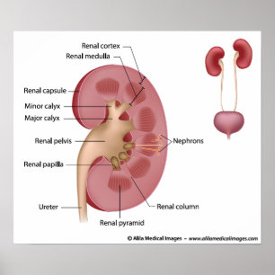 Kidney anatomy, labeled diagram. poster