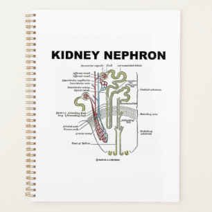 Kidney Nephron Gray's Anatomy Textbook  Planner