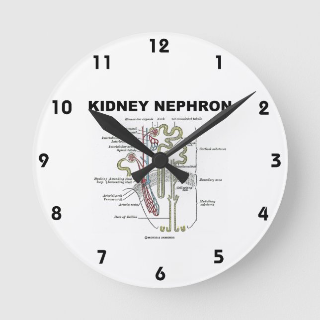 Kidney Nephron Gray's Anatomy Textbook  Round Clock (Front)