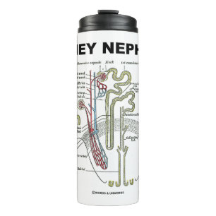 Kidney Nephron Gray's Anatomy Textbook  Thermal Tumbler