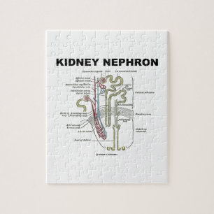 Kidney Nephron (Grey's Anatomy Textbook) Jigsaw Puzzle