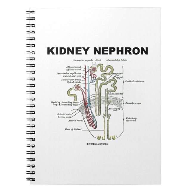 Kidney Nephron (Grey's Anatomy Textbook) Notebook (Front)