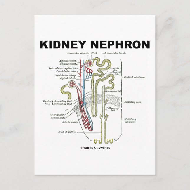 Kidney Nephron Postcard (Front)