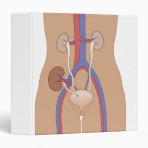 Kidney Transplant Binder