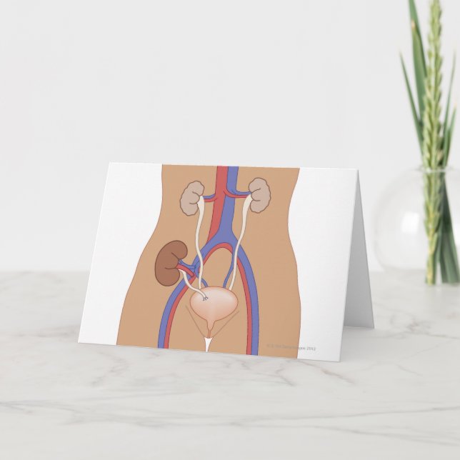 Kidney Transplant Card (Front)