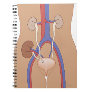 Kidney Transplant Notebook