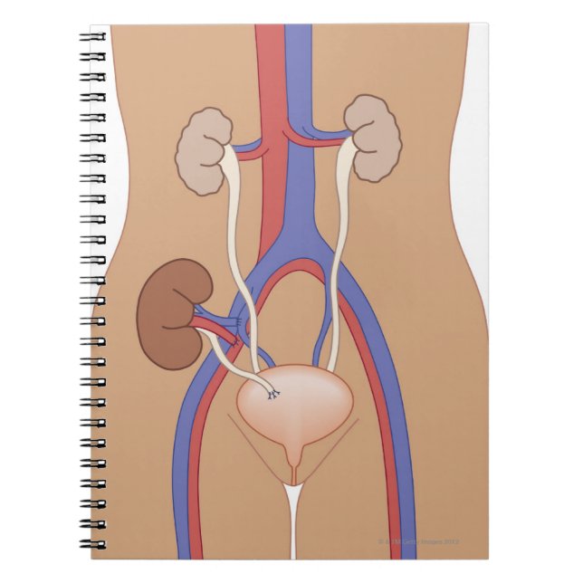 Kidney Transplant Notebook (Front)