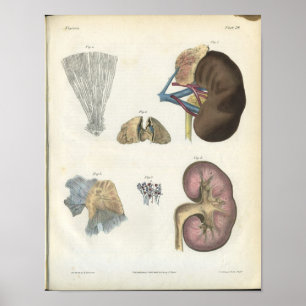 Kidney Vintage Anatomy Print