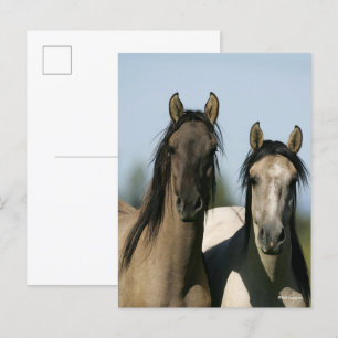 Kiger Mustang Horses Standing Headshots Postcard