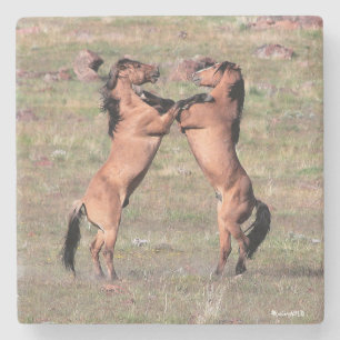Kiger Wild Coasters