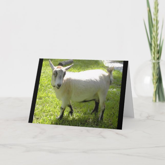 Kiki the Pygmy Goat Card (Front)