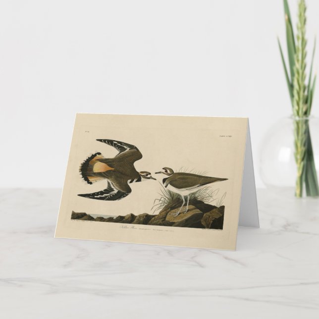 Kildeer Plover (Killdeer) Audubon Birds of America Card (Front)