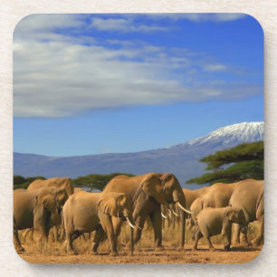Kilimanjaro And Elephants Coaster