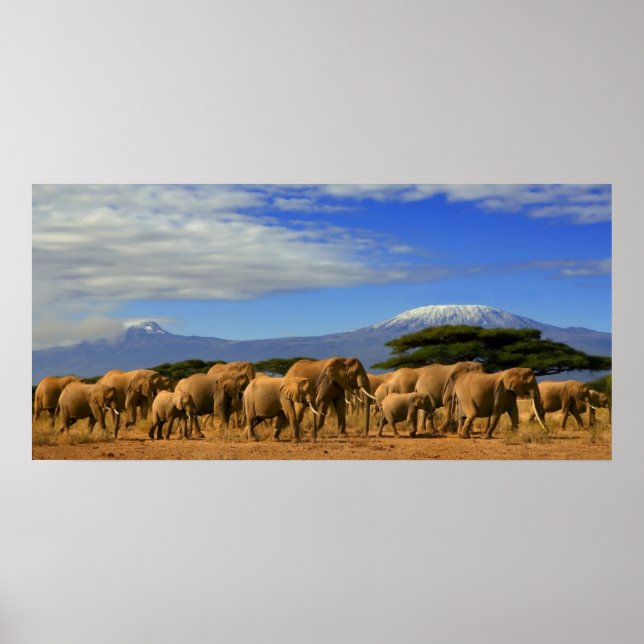 Kilimanjaro And Elephants Poster (Front)