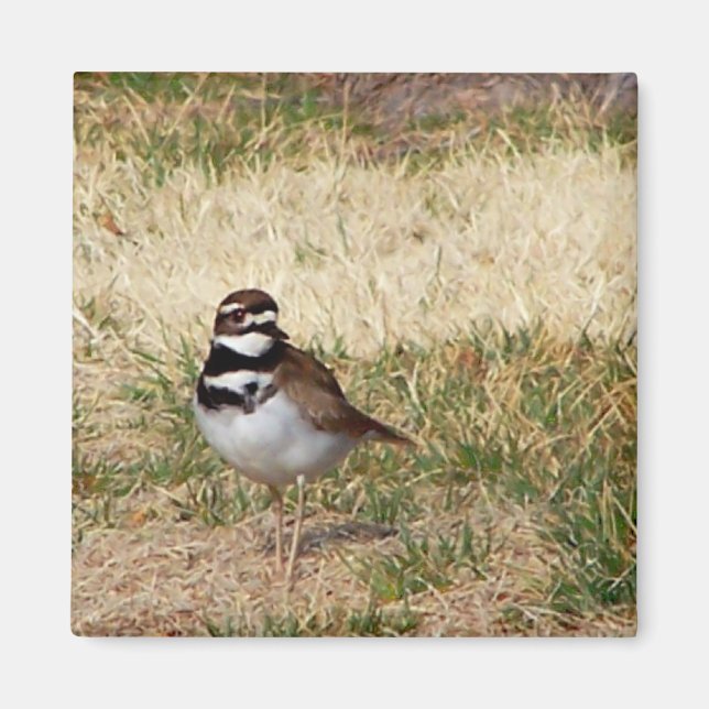 Killdeer bird magnet (Front)