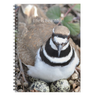 Killdeer Bird with Eggs (my photography) Notebook