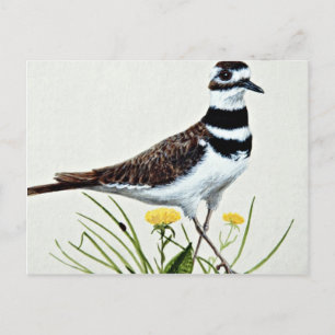 Killdeer  flowers postcard