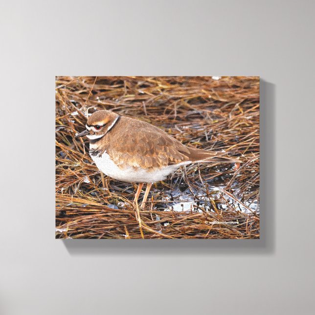 Killdeer in the Freezing Mudflats Canvas Print (Front)