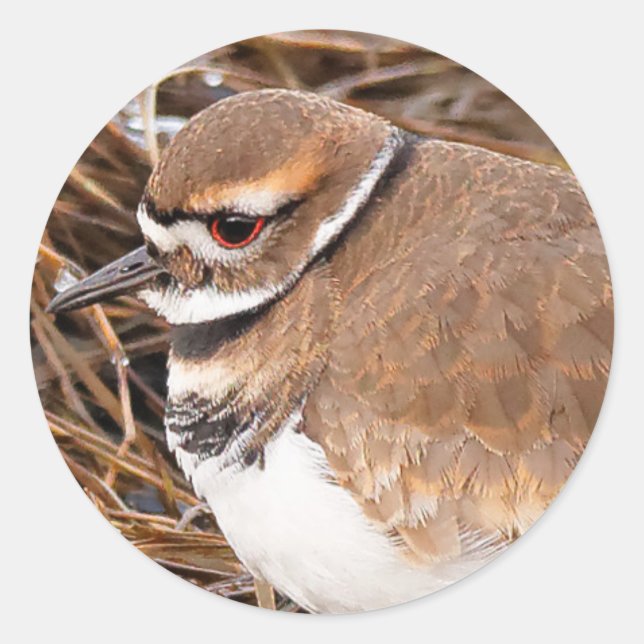 Killdeer in the Freezing Mudflats Classic Round Sticker (Front)