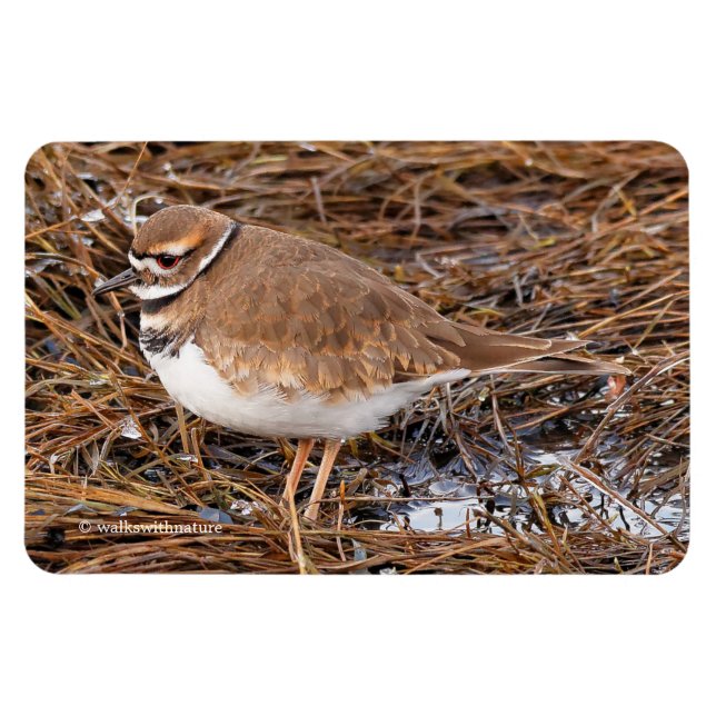Killdeer in the Freezing Mudflats Magnet (Horizontal)
