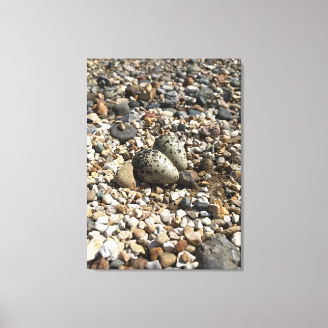 Killdeer Nest & Eggs Photo on Canvas (Front)