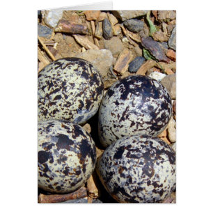 KillDeer Nest With Eggs