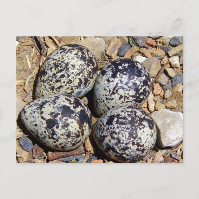 KillDeer Nest With Eggs Postcard (Front)