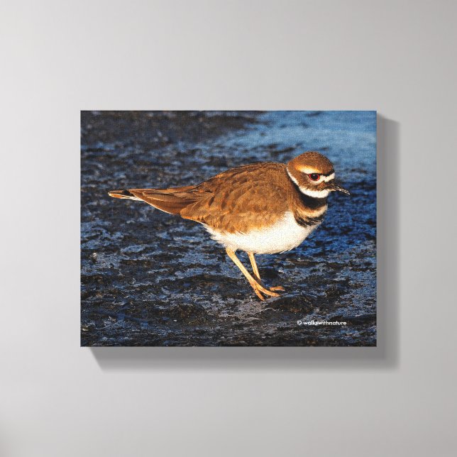 Killdeer on the Icy Mudflats Canvas Print (Front)