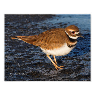 Killdeer on the Icy Mudflats Photo Print