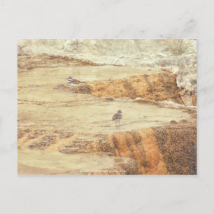 Killdeer Postcard