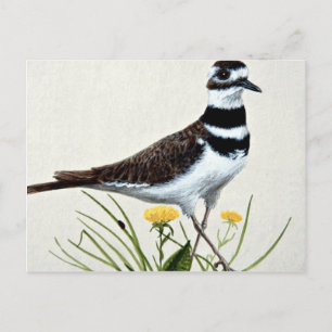 Killdeer Postcard