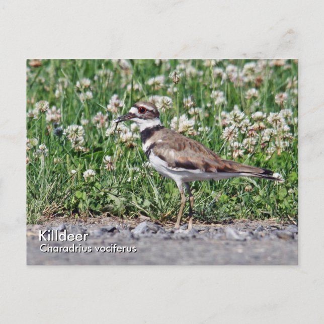 Killdeer Postcard (Front)
