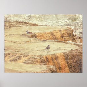 Killdeer Poster