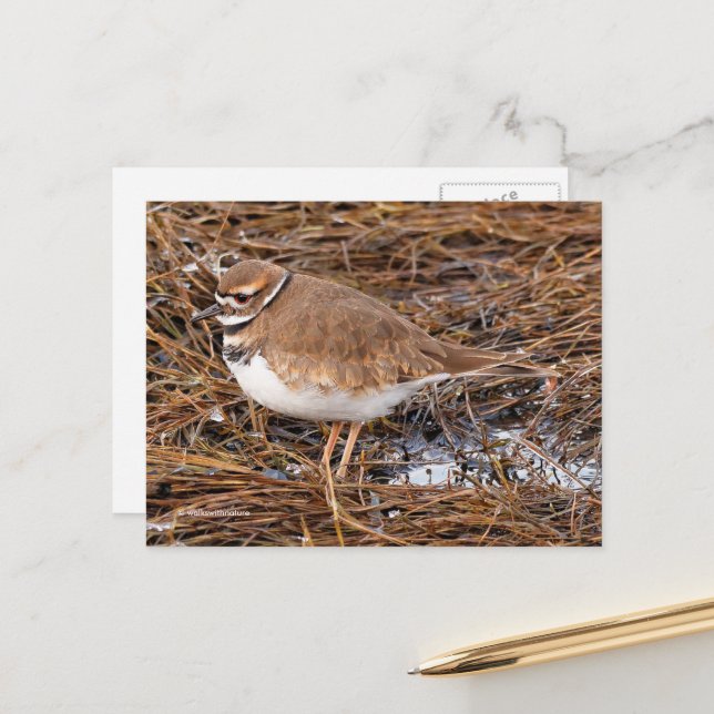 Killdeer Shorebird in Freezing Mudflats Postcard (Front/Back In Situ)