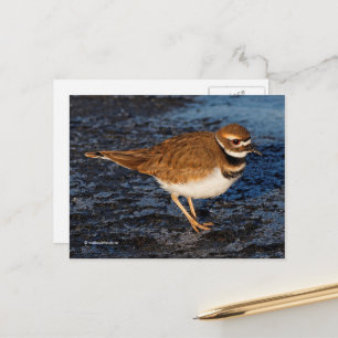 Killdeer Shorebird on Icy Mudflats Postcard