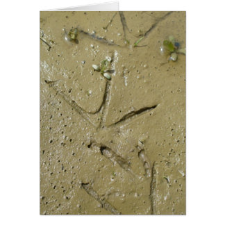 Killdeer tracks