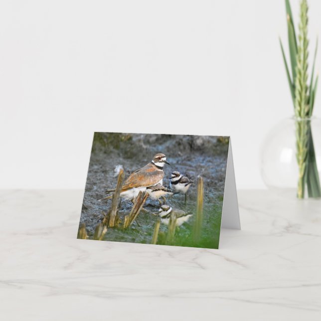 Killdeer, with chicks #1 - Blank Note Card (Front)