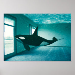 Killer Apartment Poster