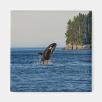 Killer Whale Breaching out of Ocean Water
