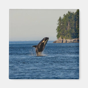 Killer Whale Breaching out of Ocean Water Magnet