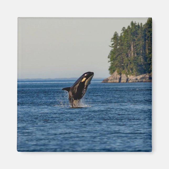 Killer Whale Breaching out of Ocean Water Magnet (Front)