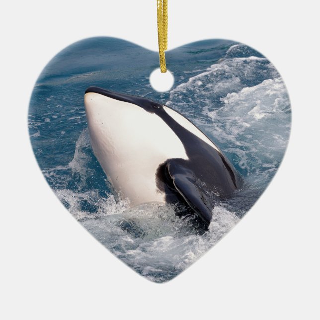 Killer whale ceramic ornament (Front)