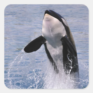 Killer whale jumping out of water square sticker