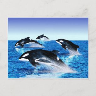 Killer Whale Pod Postcard