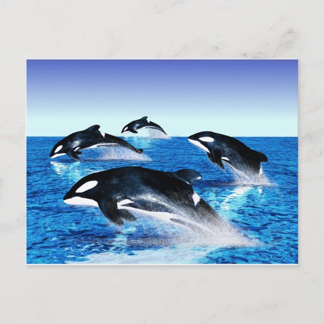 Killer Whale Pod Postcard (Front)