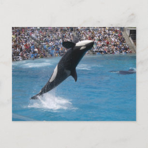 Killer Whale Postcard